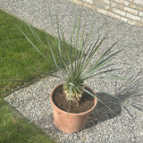 Yucca Rostrata ↕ 70 cm hoog  ⟷ 30 cm pot