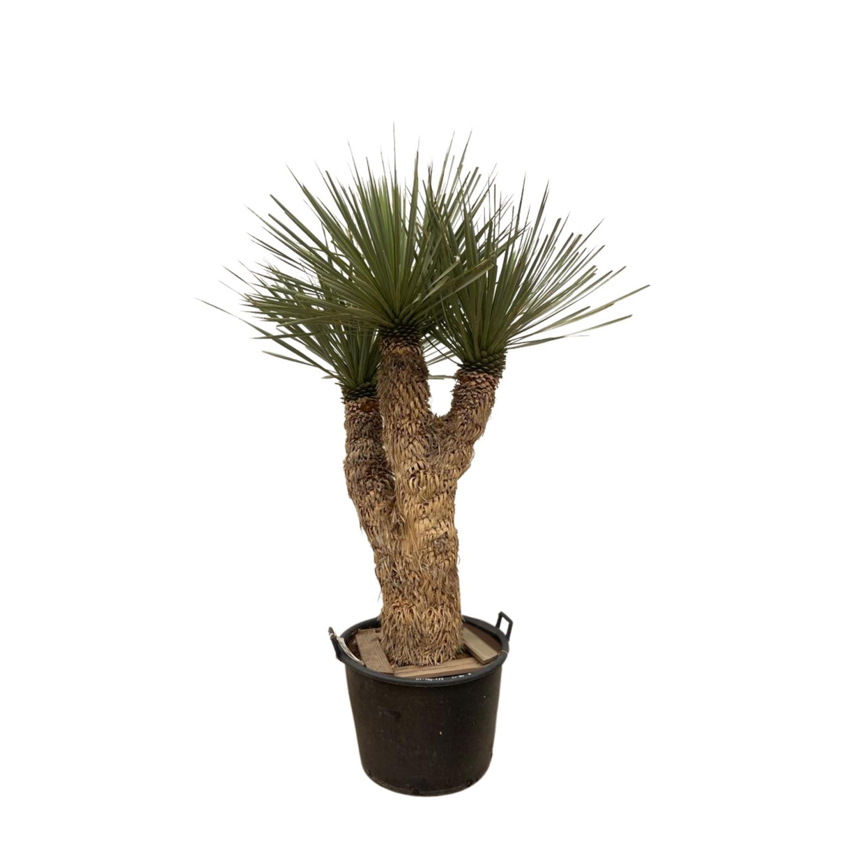 Yucca Rostrata Hidra van 200 cm hoog in pot ø60 cm, verkrijgbaar bij Plantaza.