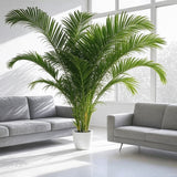 Dypsis Lutescens ↕ 230 cm hoog  ⟷ 48 cm pot