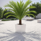Phoenix Roebelenii ↕ 170 cm hoog  ⟷ 32 cm pot