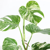 Monstera Deliciosa Variegata  ↕ 45 cm hoog  ⟷ 15 cm pot