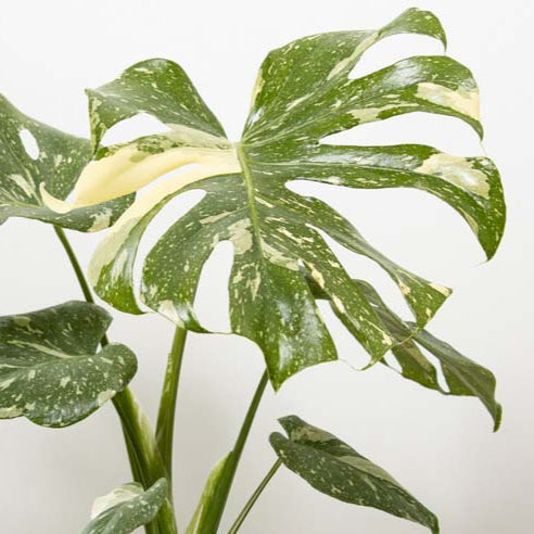 Monstera Thai Constellation ↕ 50 cm hoog  ⟷ 15 cm pot