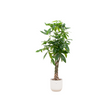 Grote geldboom plant met opvallend blad in stijlvolle Elho pot