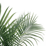 Dypsis Lutescens ↕ 200 cm hoog  ⟷ 40 cm pot