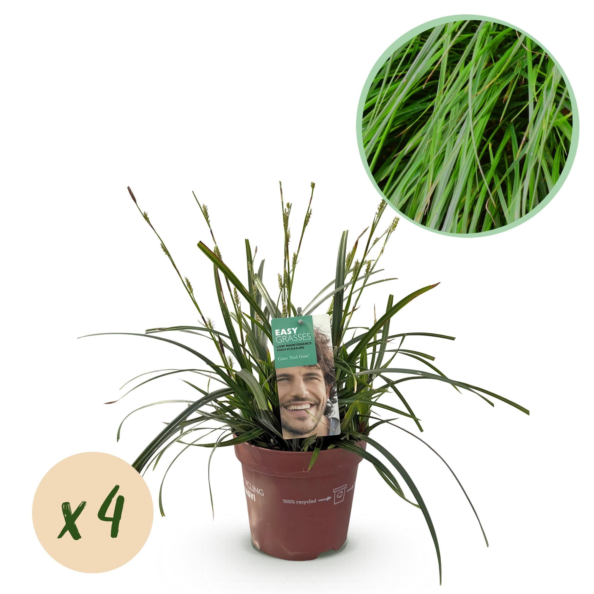 Carex Oshimensis Intense Green - 4 Plantas ↕ 50 cm de altura ⟷ Maceta de 17 cm