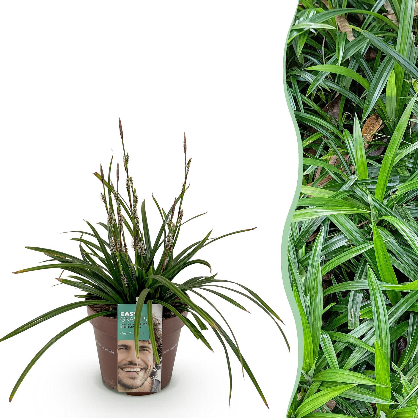 Carex Morrowii Irish Green - 1 planta ↕ 50 cm de alto ⟷ maceta de 17 cm