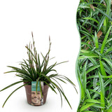 Carex Morrowii Irish Green - 1 planta ↕ 50 cm de alto ⟷ maceta de 17 cm