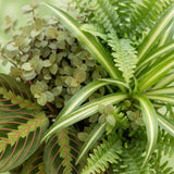 Chlorophytum - Maranta - Calissia - Nephrolepsis - 4 Planten in witte pot