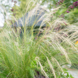 Stipa Tenuissima 'Ponytails' - 48 Pflanzen ↕ 10-25 cm hoch ⟷ 9 cm Topf