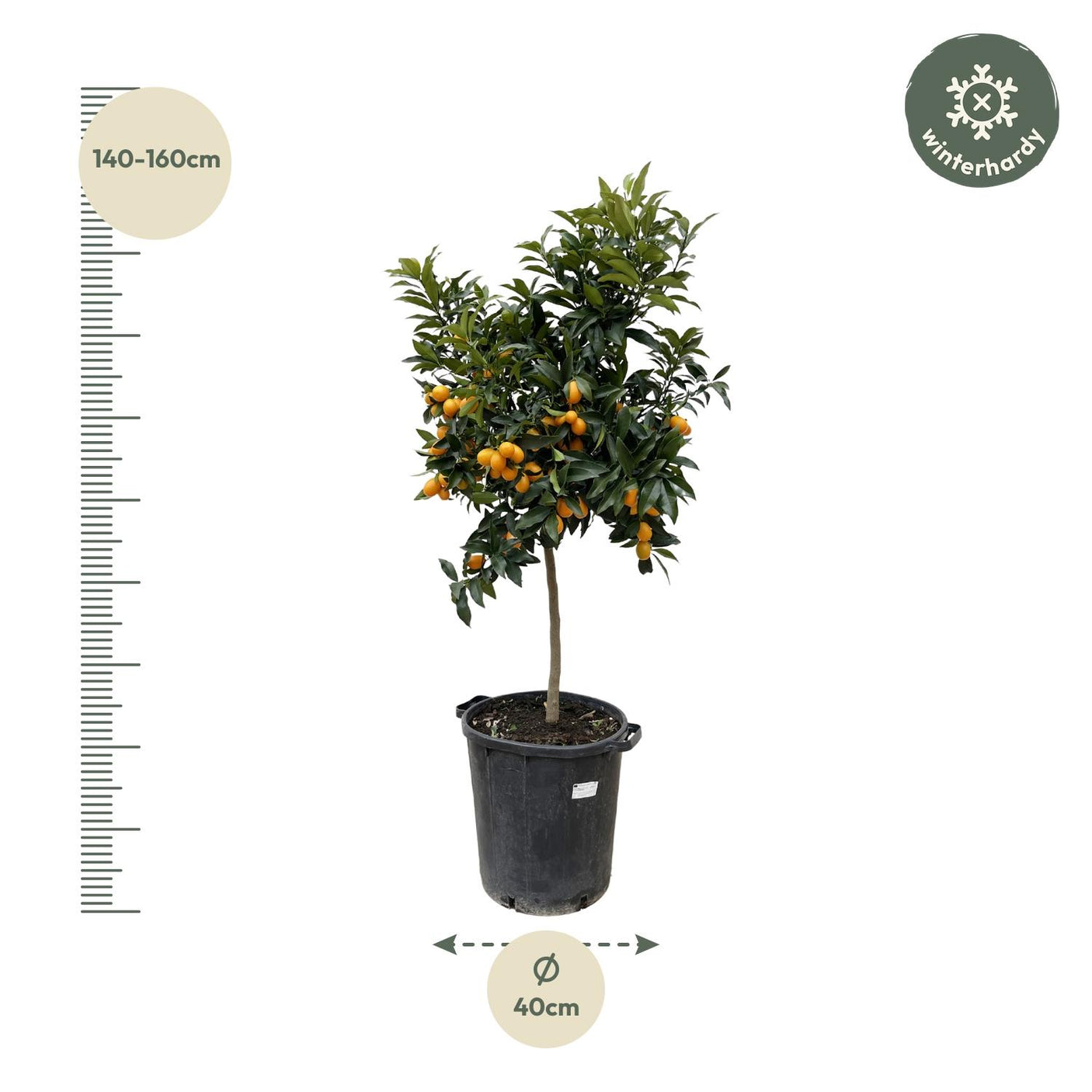 Citrus Kumquat ↕ 150 cm hoog  ⟷ 40 cm pot