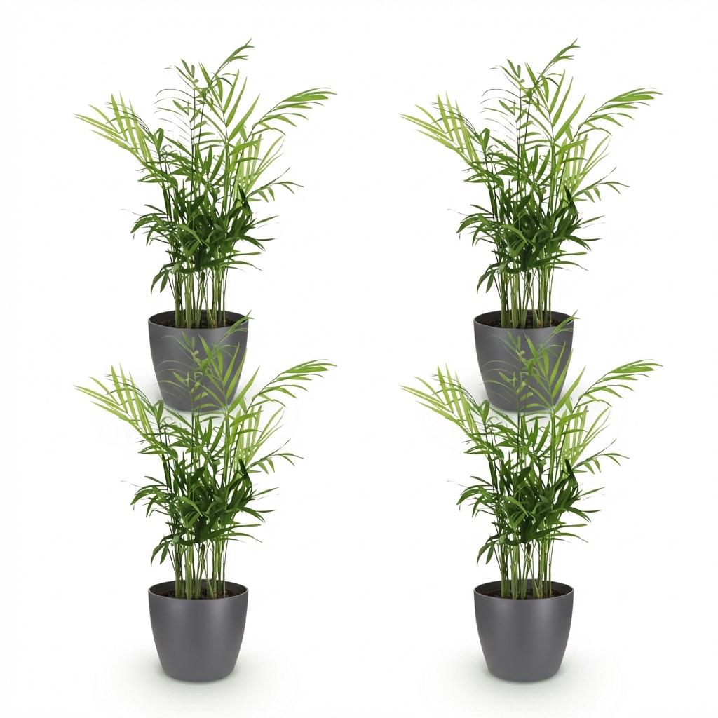 Chamaedorea elegans - 4 Pflanzen mit grauem Topf