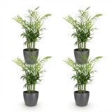 Chamaedorea elegans - 4 Pflanzen mit grauem Topf