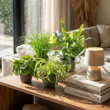 Chlorophytum - Cyperus - Phlebodium - Marantha - 4 Pflanzen im grauen Topf