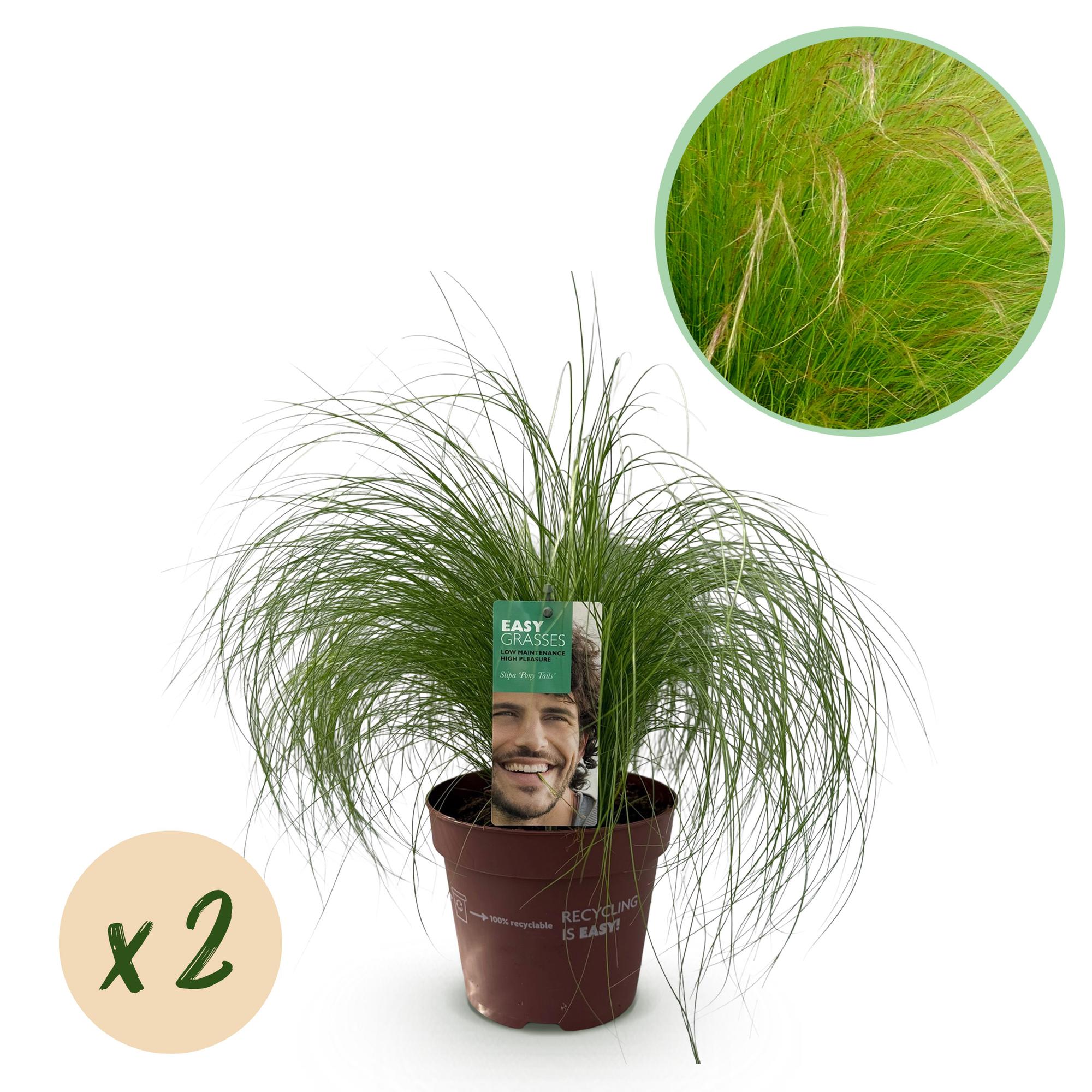 Stipa Tenuifolia Pony Tails - Verde - 2 Plantas ↕ 50 cm alto ⟷ Maceta de 17 cm