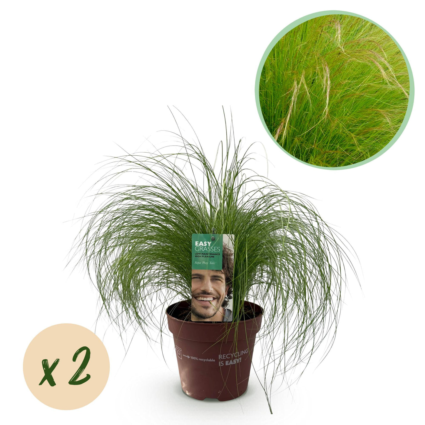 Stipa Tenuifolia Pony Tails - Verde - 2 Plantas ↕ 50 cm alto ⟷ Maceta de 17 cm