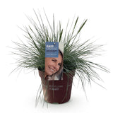 Festuca Glauca Intense Blue – 1 Pflanze ↕ 50 cm hoch ⟷ 17 cm Topf
