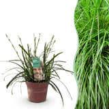 Carex Oshimensis Intense Green - 1 Planta ↕ 50 cm de alto ⟷ maceta de 17 cm