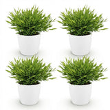 Bamusa Pogonatherum Monica - 4 Pflanzen mit weißem Topf