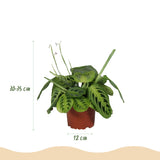 Maranta Fascinator Lemon Lime - 4 Pflanzen mit weißem Topf