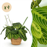 Maranta Fascinator Lemon Lime - 4 Pflanzen mit Korb