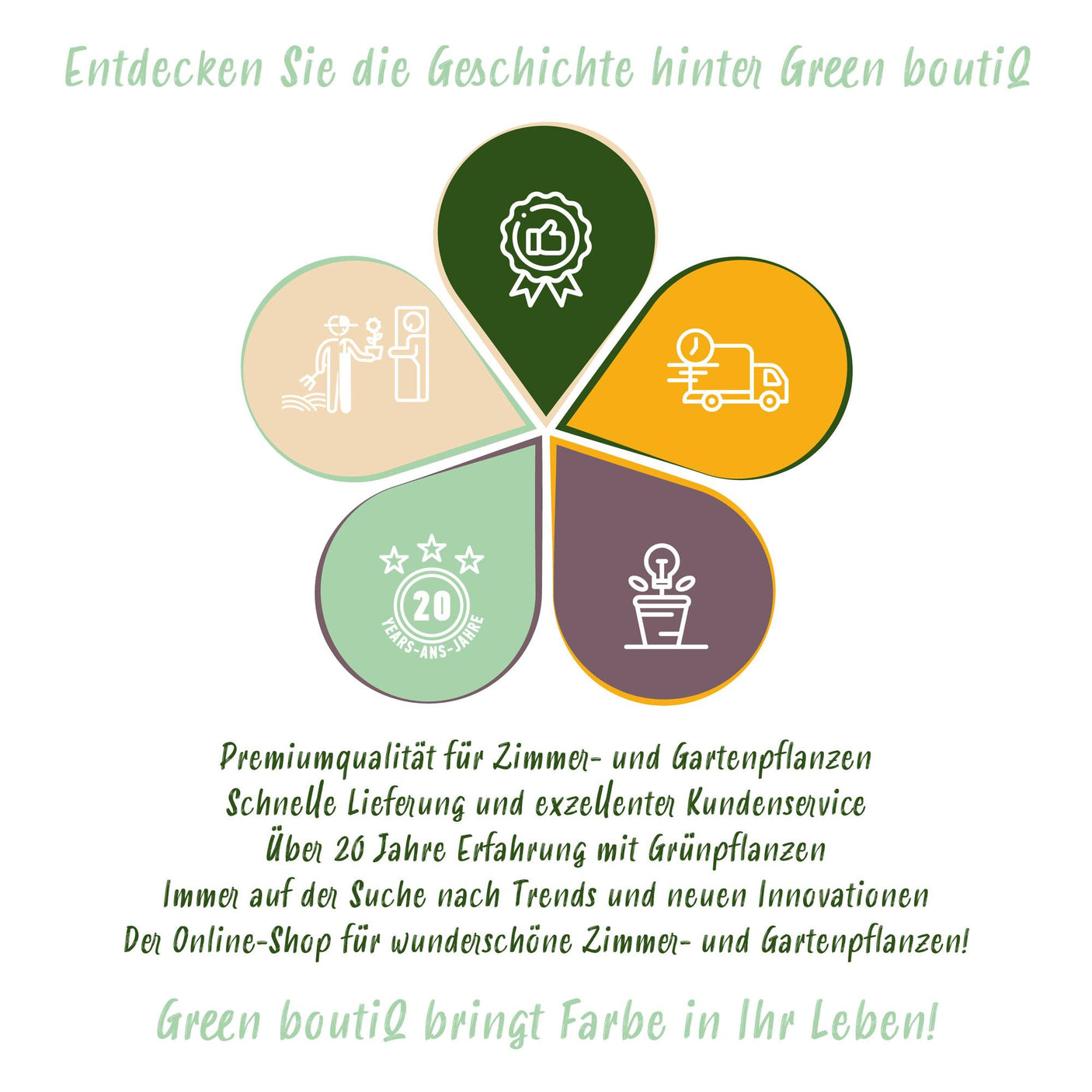 Chlorophytum - Maranta - Callisia - Nephrolepsis - 4 plantas con cesta