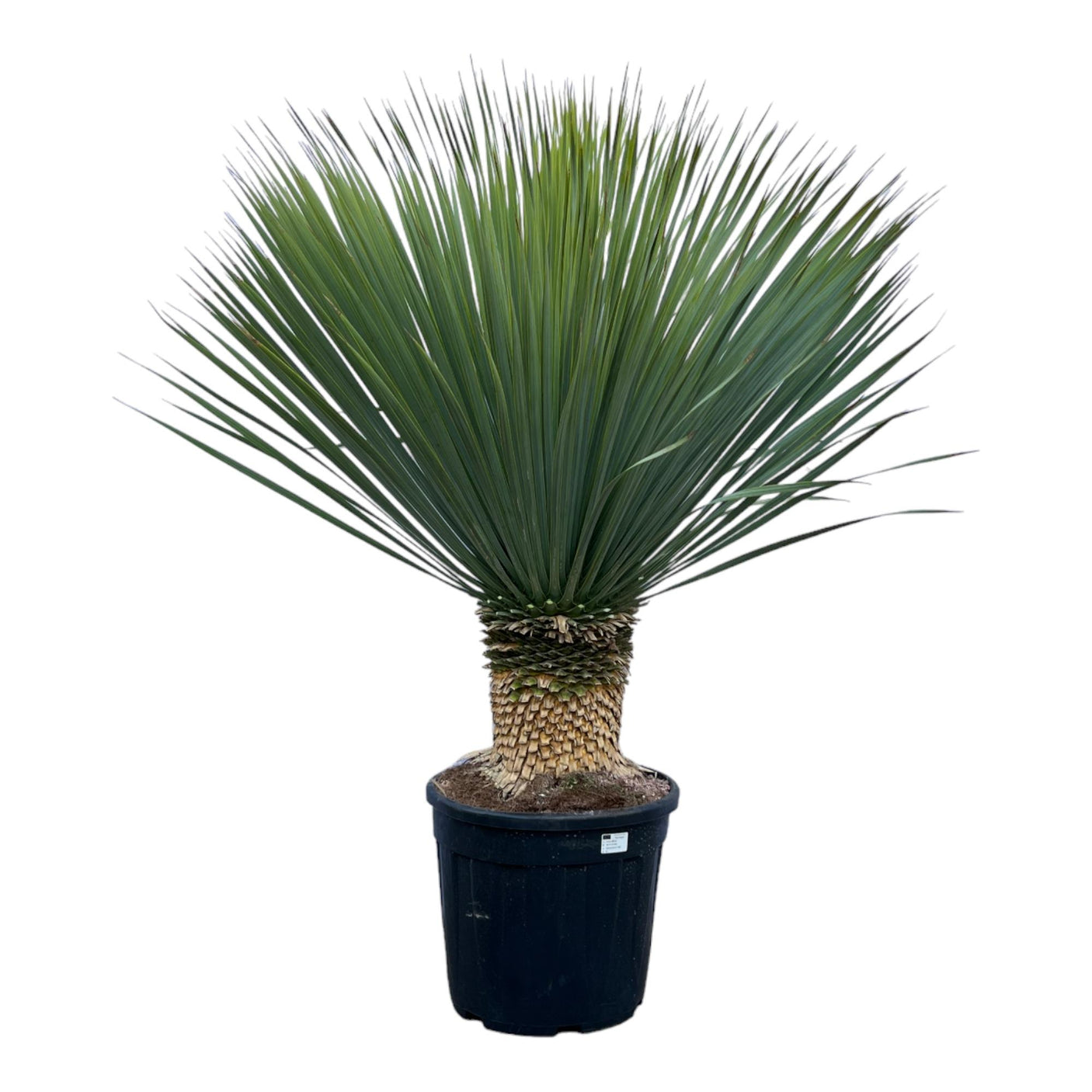 Yucca Rostrata ↕ 140 cm hoog  ⟷ 45 cm pot