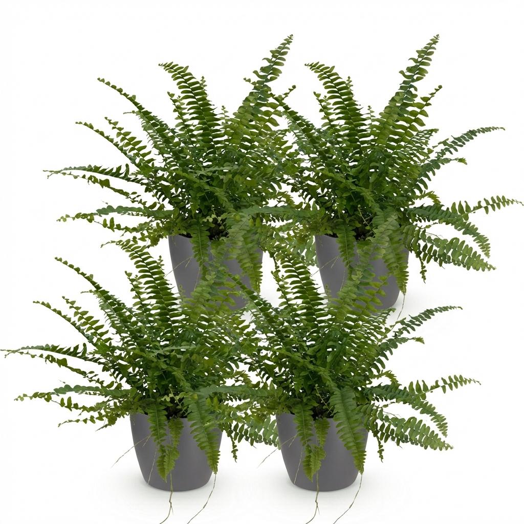 Nephrolepsis exaltata Green Lady - 4 Pflanzen mit Grauem Topf