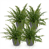 Nephrolepsis exaltata Green Lady - 4 Pflanzen mit Grauem Topf