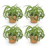 Chlorophytum comosum Bonnie - 4 Planten met Mand