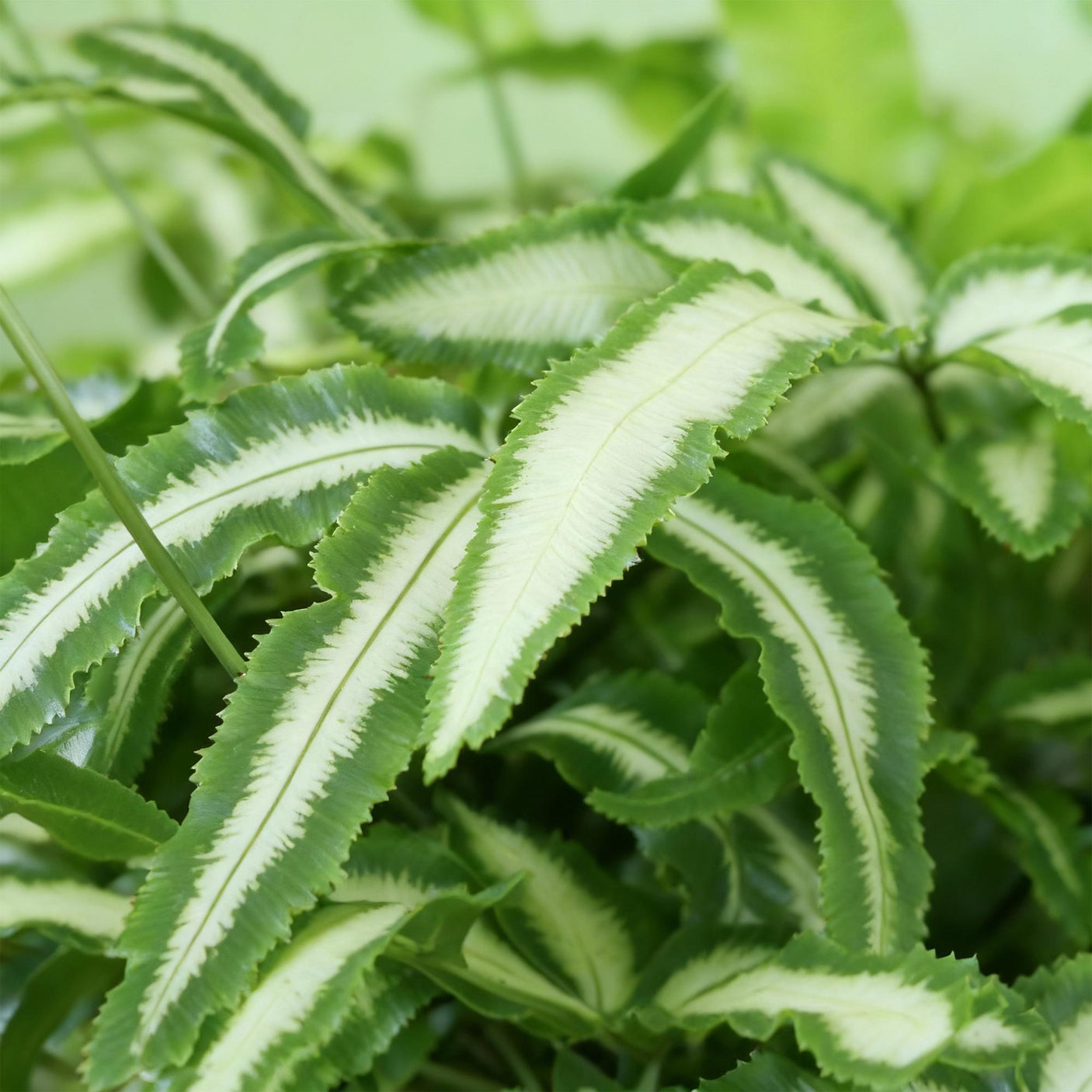 Pteris cretica Albolineata - 4 Pflanzen im grauen Topf