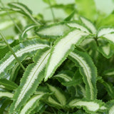 Pteris cretica Albolineata - 4 Pflanzen im grauen Topf