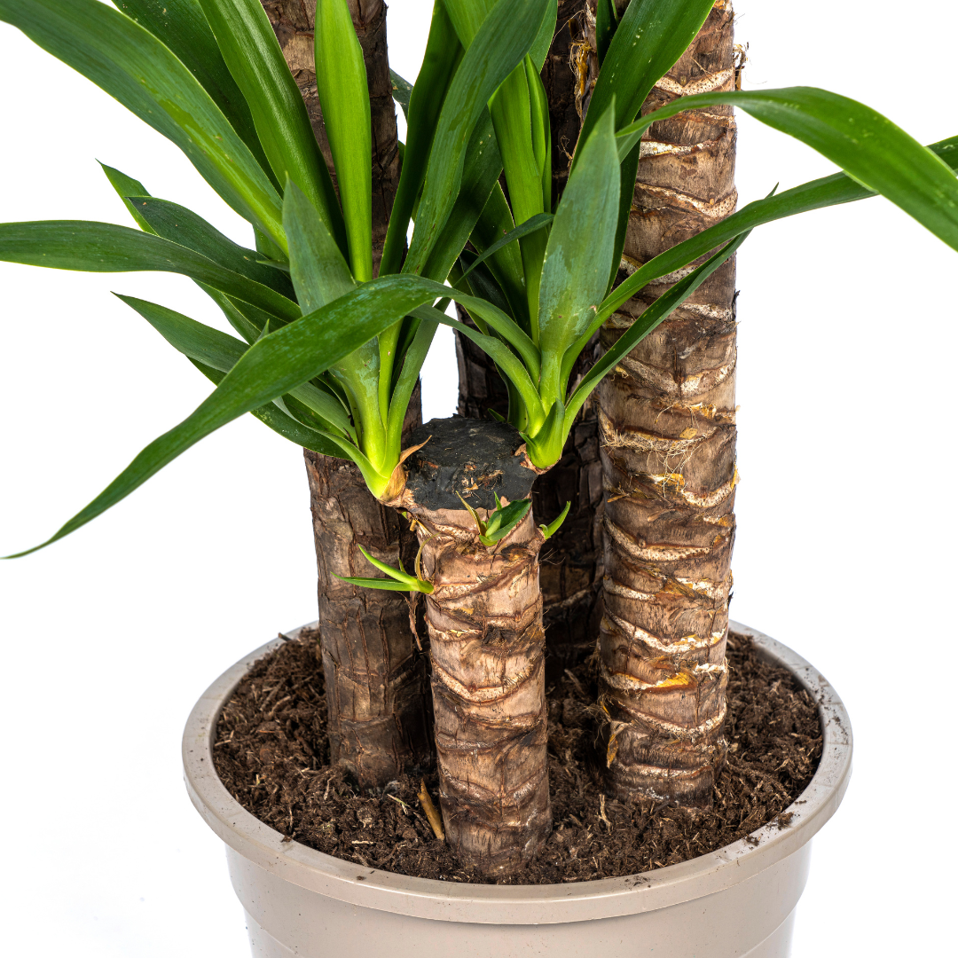 Yucca Elephantipes ↕ 150 cm hoog  ⟷ 27 cm pot