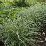 Carex Morrowii 'Ice Dance' - 6 planten  ↕ 10-25 cm hoog  ⟷ 9 cm pot