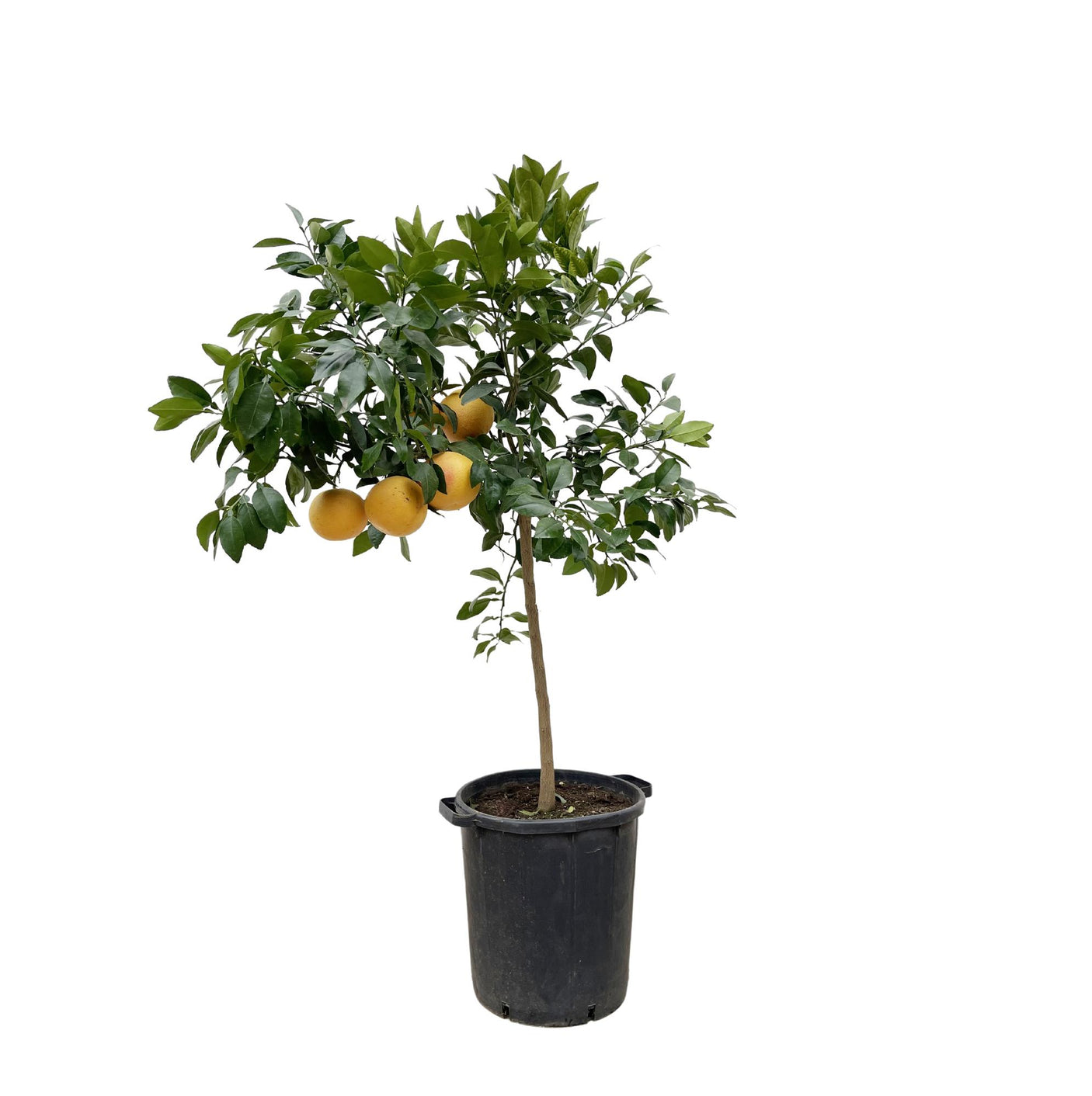 Citrus Pompelmo ↕ 150 cm hoog  ⟷ 40 cm pot