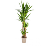 Yucca Elephantipes ↕ 150 cm hoog  ⟷ 27 cm pot