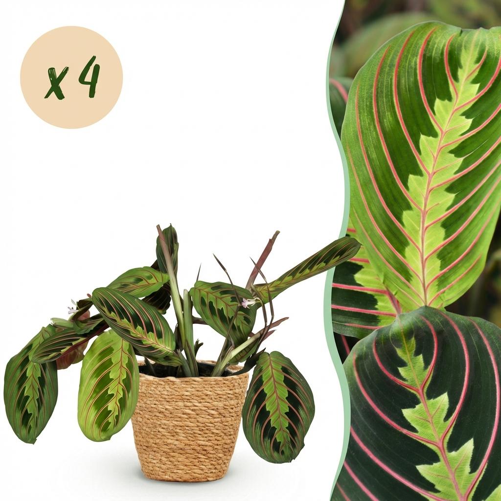 Maranta Fascinator Tricolour - 4 Planten met Mand