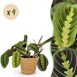 Maranta Fascinator Tricolour - 4 Planten met Mand
