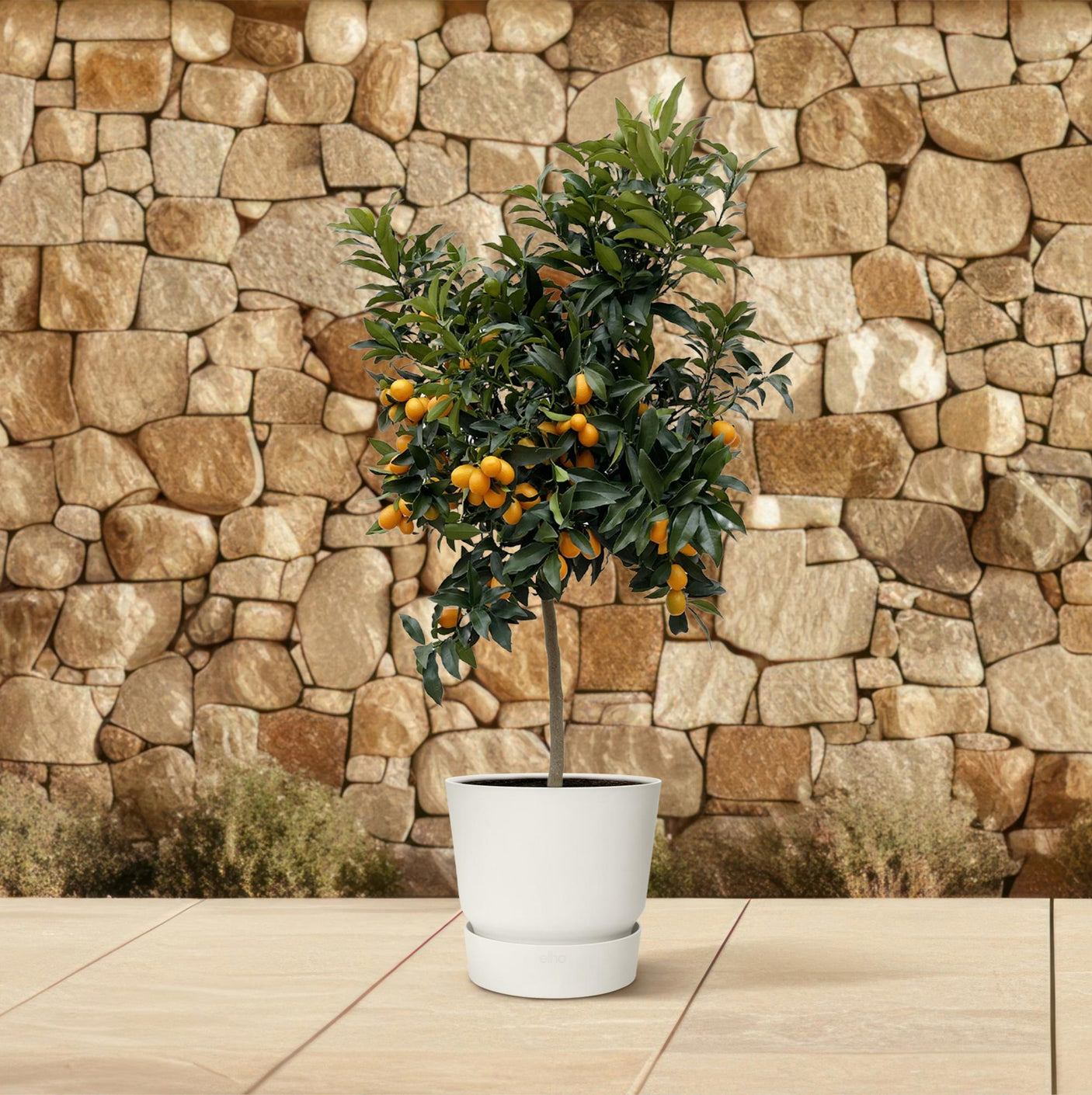 Citrus Kumquat ↕ 150 cm hoog  ⟷ 40 cm pot