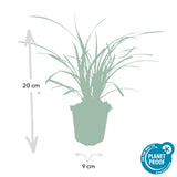 Carex Morrowii 'Ice Dance' - 6 planten  ↕ 10-25 cm hoog  ⟷ 9 cm pot