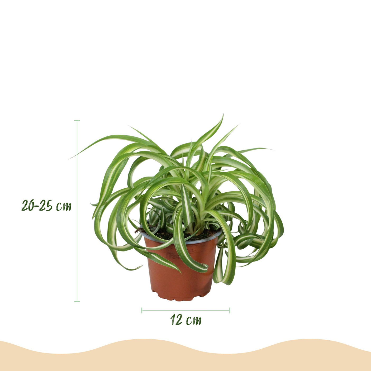 Chlorophytum comosum Bonnie - 4 Planten in Witte pot