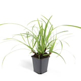 Carex Morrowii 'Ice Dance' - 6 planten  ↕ 10-25 cm hoog  ⟷ 9 cm pot