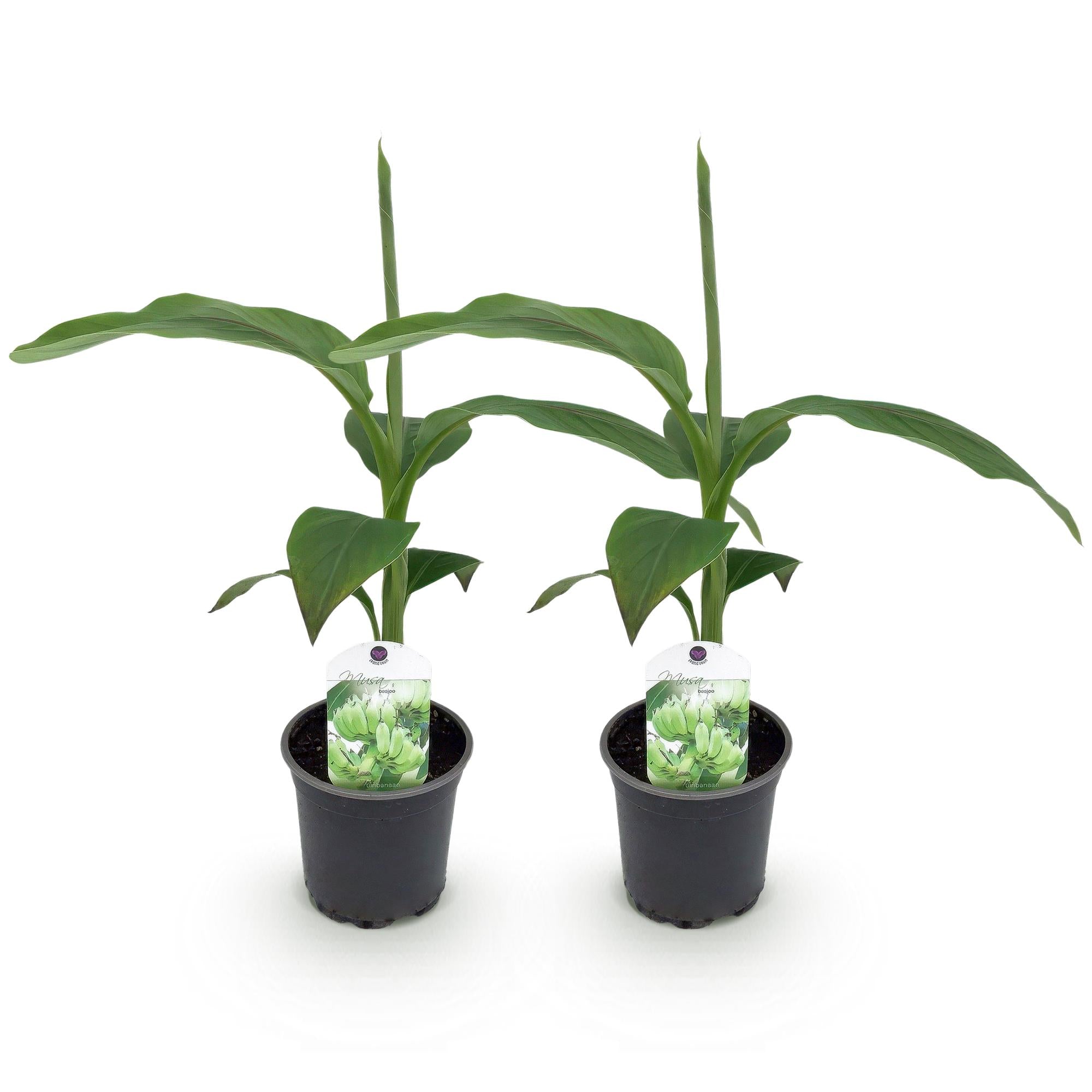 Musa Basjoo - 2 plantas ↕ 30 cm alto ⟷ maceta 12 cm