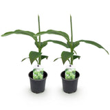 Musa Basjoo - 2 plantas ↕ 30 cm alto ⟷ maceta 12 cm