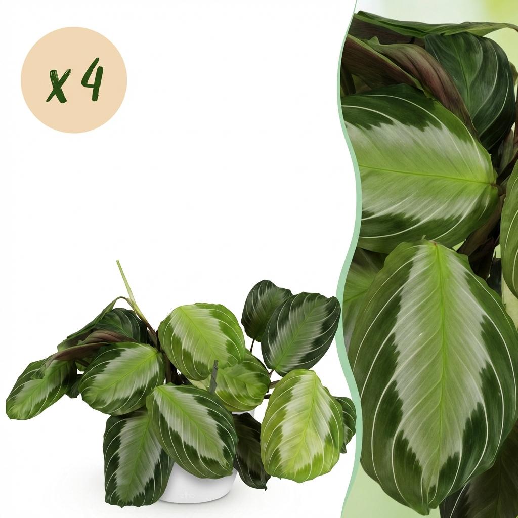 Maranta Fascinator Silverband - 4 Pflanzen mit weißen Töpfen
