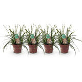 Carex Oshimensis Intense Green - 4 Plantas ↕ 50 cm de altura ⟷ Maceta de 17 cm