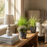 Zypergras - Calissia - Chlorophytum - 3 Pflanzen mit grauem Topf