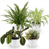 Chlorophytum - Maranta - Calissia - Nephrolepsis - 4 Planten in witte pot