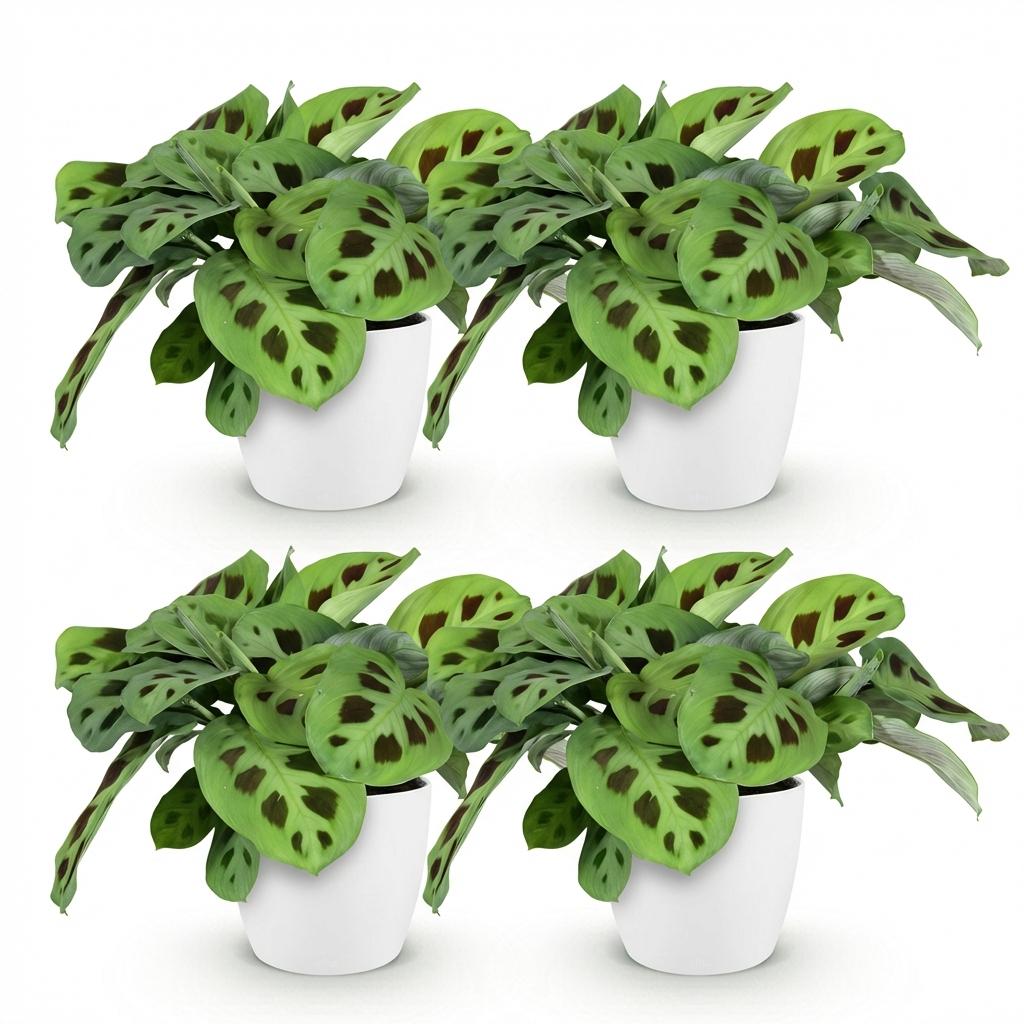 Maranta Fascinator Kerchoveana - 4 Pflanzen mit weißem Topf