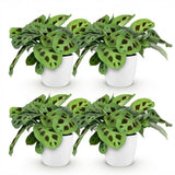 Maranta Fascinator Kerchoveana - 4 Pflanzen mit weißem Topf