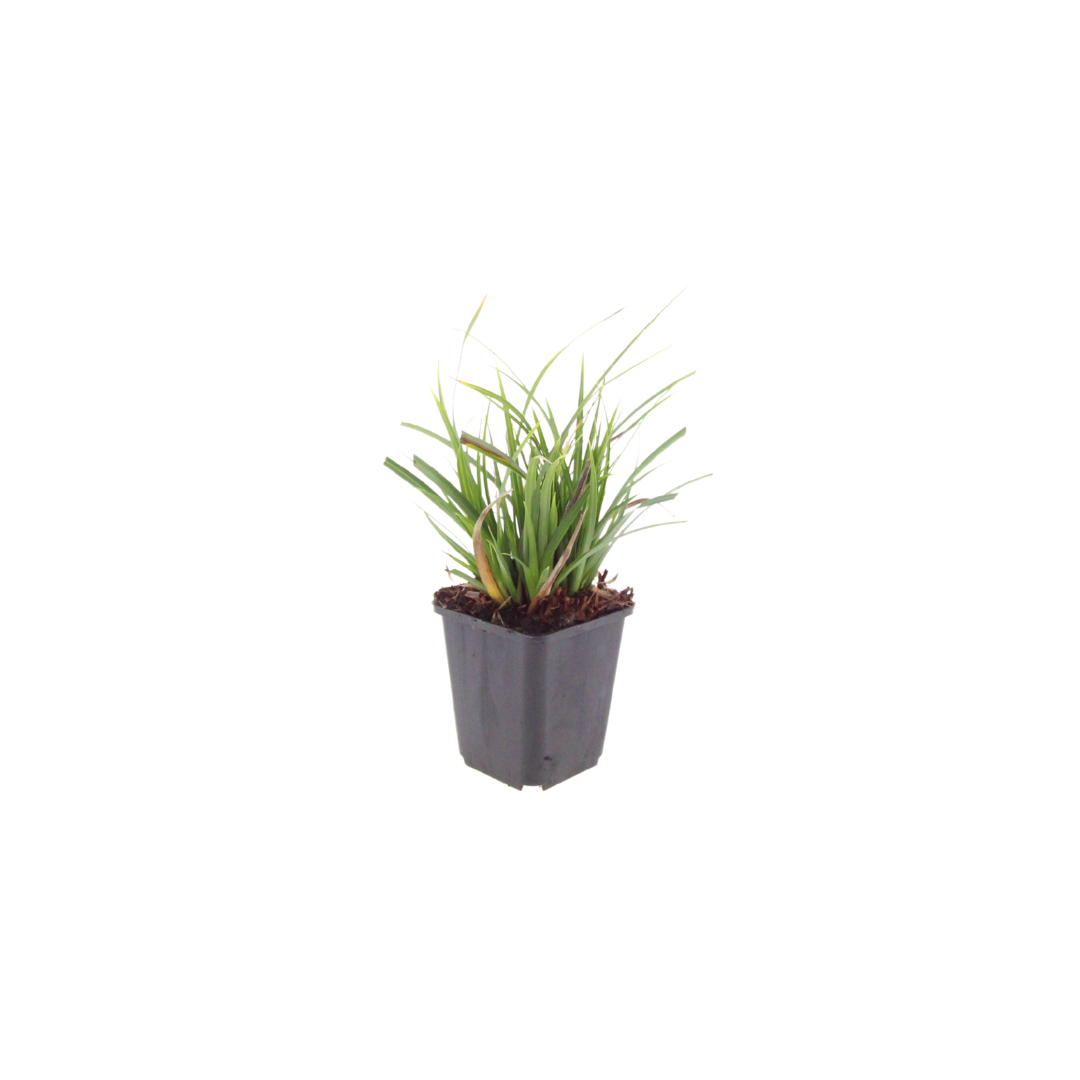 Carex Morrowii – 60 Pflanzen ↕ 10–25 cm hoch ⟷ 9 cm Topf